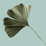 ginkblatt